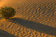 Sand Dunes of Death Valley